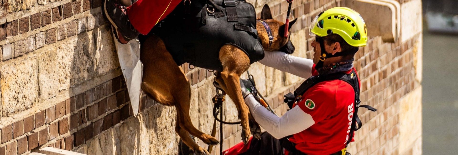 Amikor a bizalom életet ment – Mentőkutyás fotókiállítás thumbnail